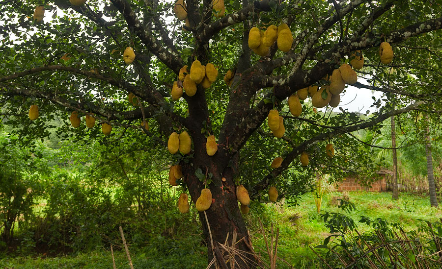 Saib Duab Txhua Yam - Page 11 Jackfruit-tree-nundem-goa