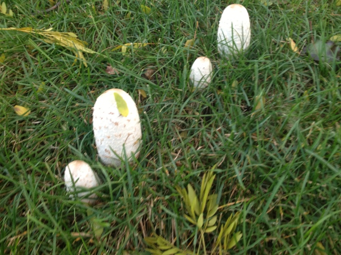 illinois mystery mushrooms